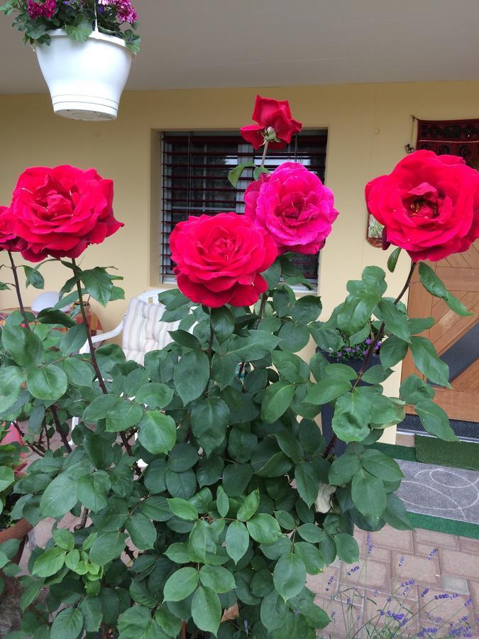 Bed and Breakfast Mona'S Sleep & Go Buren  Esterno foto